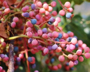 معرفی خواص روغن بنه